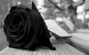 Rose of mourning for her family