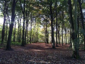 West Melton woods, where Bessie would spend many weekends