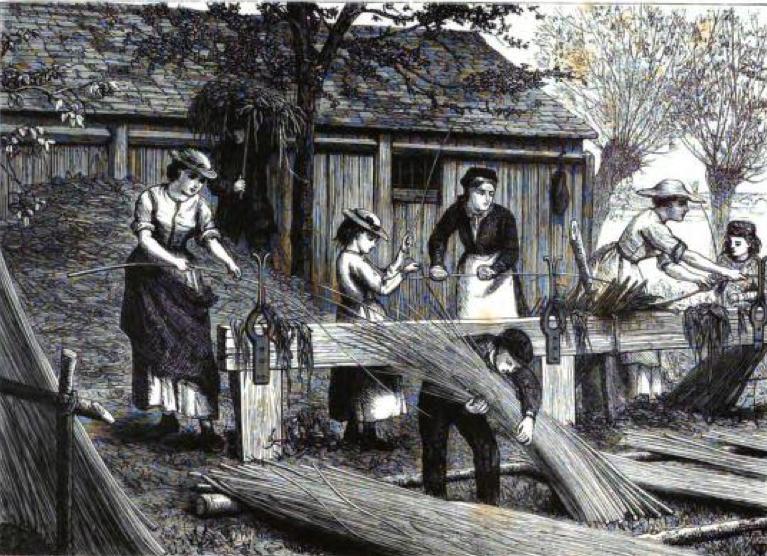 Osier Peeling by H. R. Robertson. Source: Life on the Upper Thames. 
